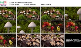 蘑菇生长有几个阶段的名称