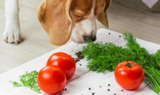 哈士奇吃番茄好吗 狗狗能吃番茄吗